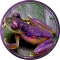 Xansendan (Frog Form)